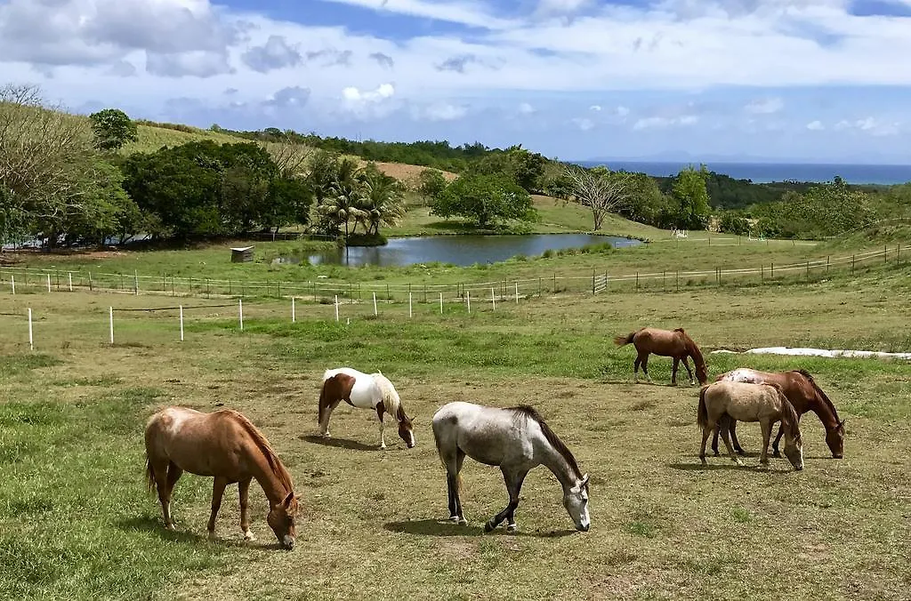 Rivière-Salée La Ferme Des Etangsヴィラ