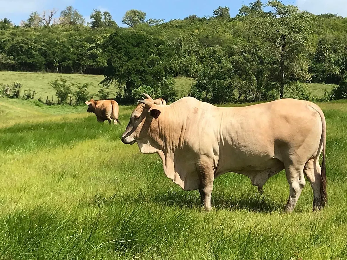 Rivière-Salée La Ferme Des Etangsヴィラ 別荘
